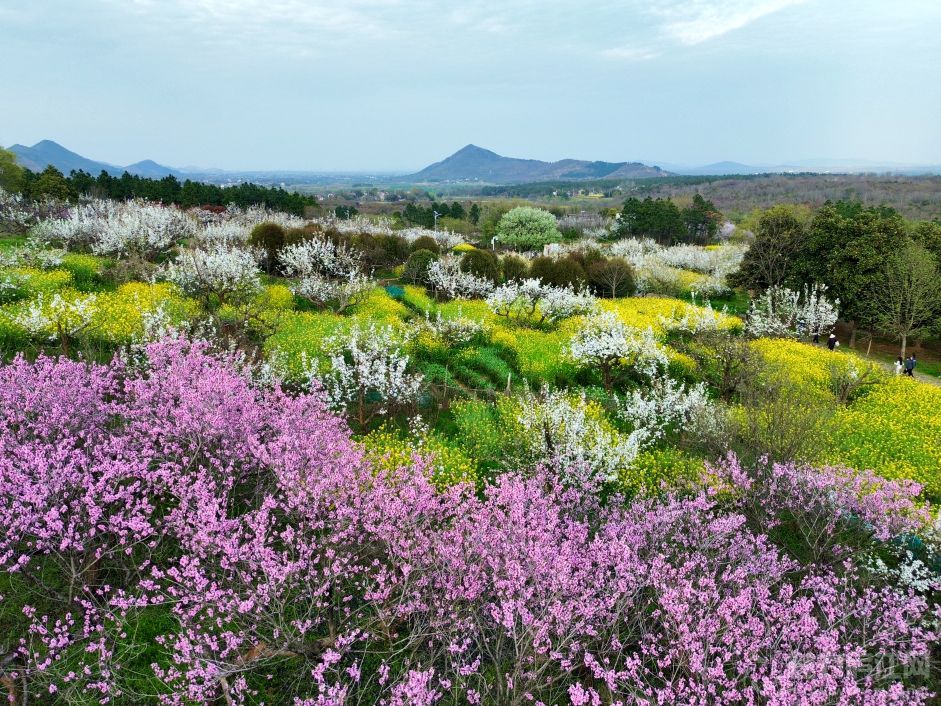 廬江白湖鎮(zhèn)：三月梨花綻芳華 花海相映引客來